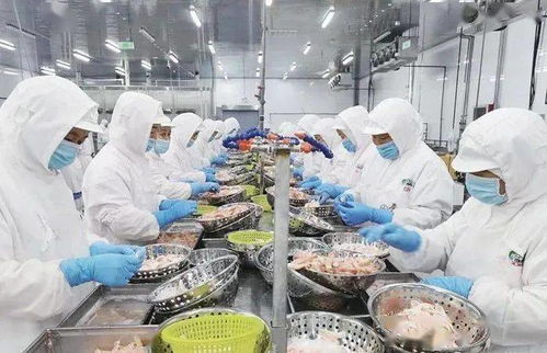 生態鹽田蝦 北方萬畝南美白對蝦養殖基地，引領水產新篇章