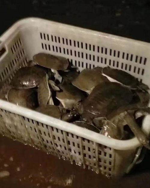 甲魚又惹爭議？權威專家澄清 水產品安全可靠，消費者無需恐慌